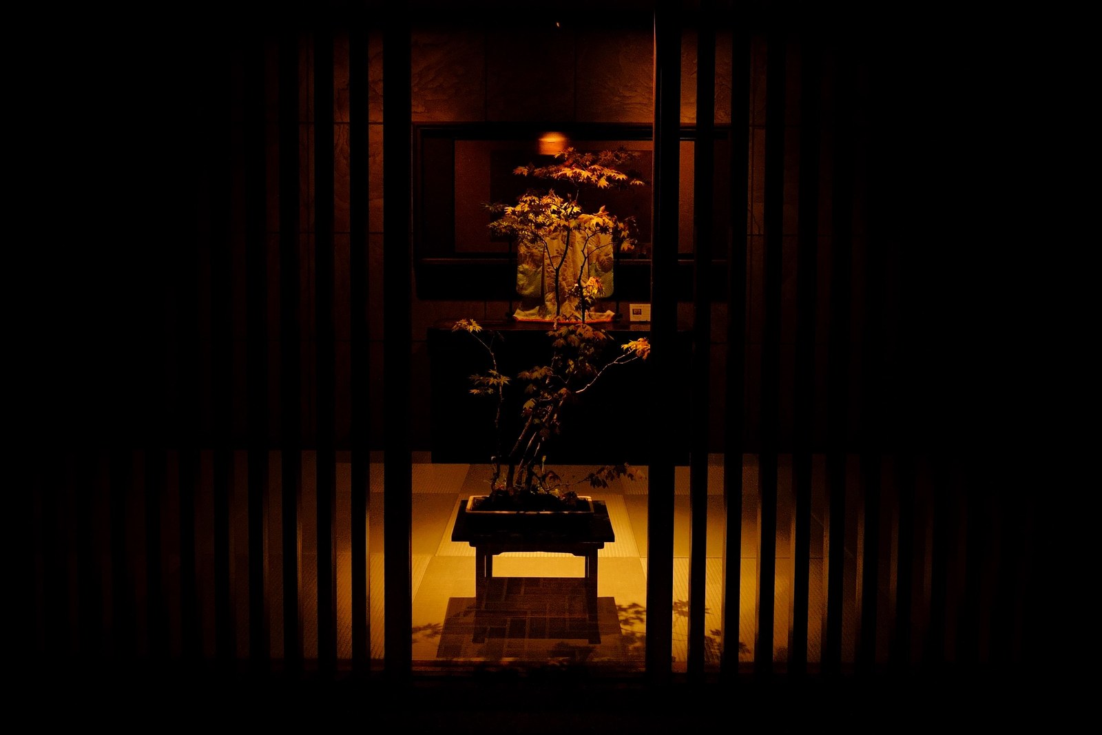 A maple bonsai, lit in its alcove and glimpsed through the lattice