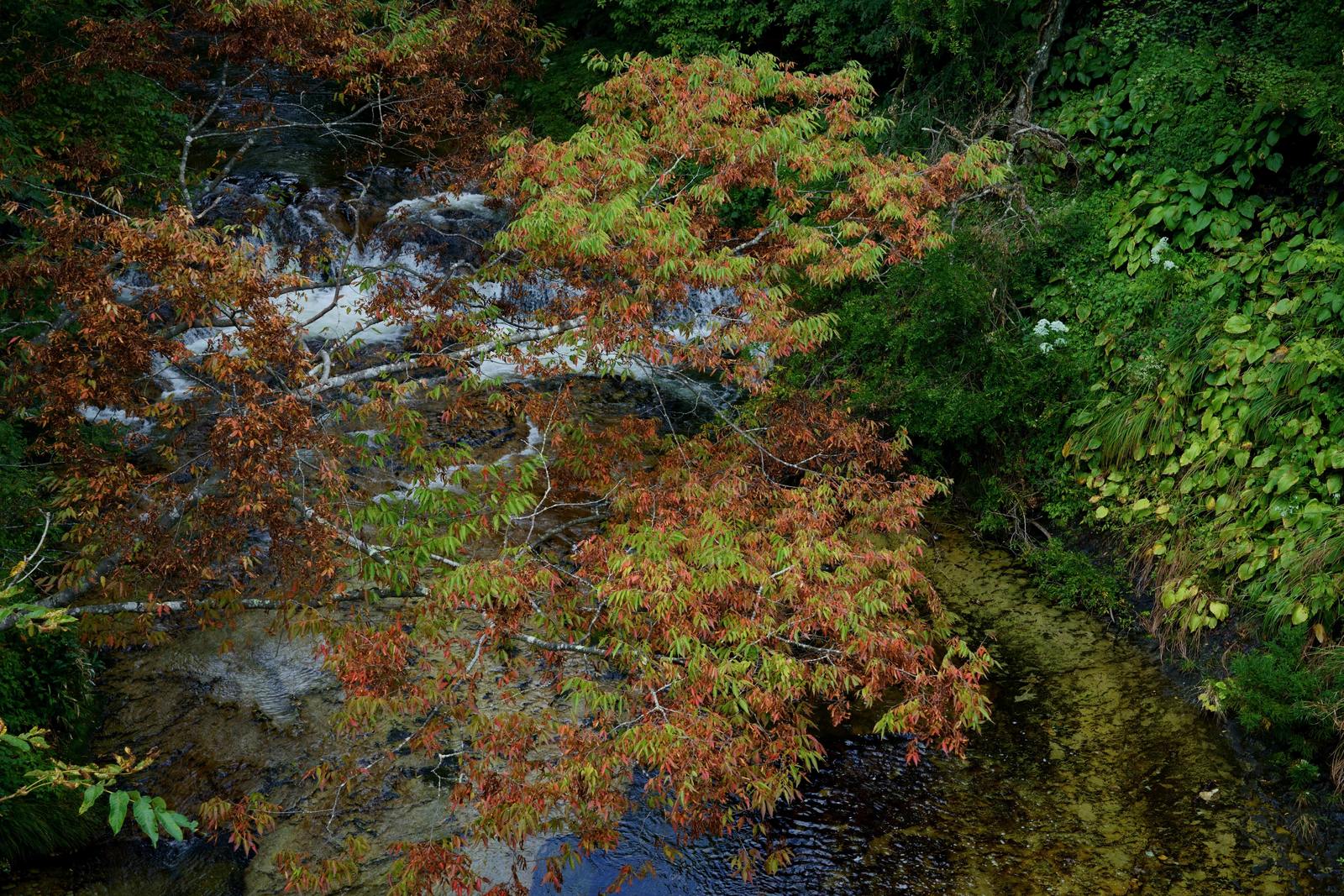 The river valley at Sakunami Onsen
